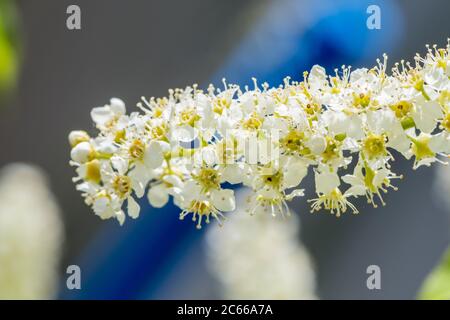 A Prunus padus, known as bird cherry, hackberry, hagberry, or Mayday tree closeup shot Stock Photo