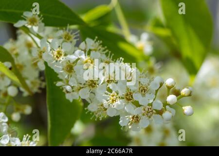 A Prunus padus, known as bird cherry, hackberry, hagberry, or Mayday tree closeup shot Stock Photo