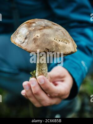 hand holding a wild mushroom Southern Iceland, Iceland, Scandinavia, Europe Stock Photo