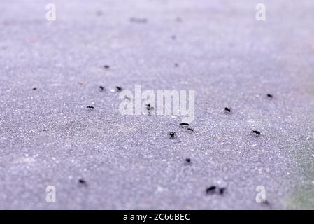 Photo of black large ants on the gray asphalt, close-up Stock Photo