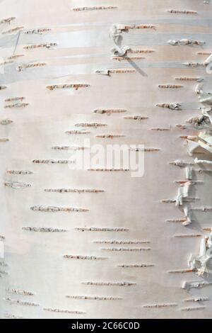 Birch bark texture natural background paper close-up. Birch tree wood texture. Pattern of birch bark. Stock Photo