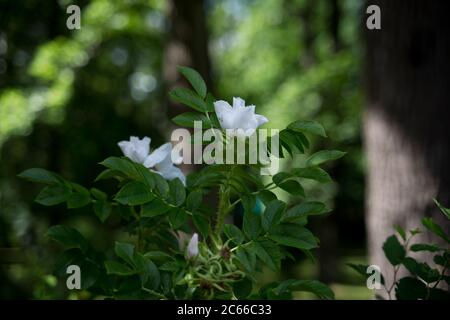 Flower in the Field for background Petergof Park Stock Photo