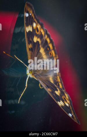 Apatura ilia (Butterfly lesser purple emperor / Kleiner Schillerfalter) Stock Photo