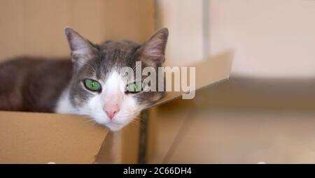 A sad beautiful domestic gray-white cat with green eyes lies lonely in a cardboard box indoors. Cat looking at the camera. Space for text. Close up. l Stock Photo