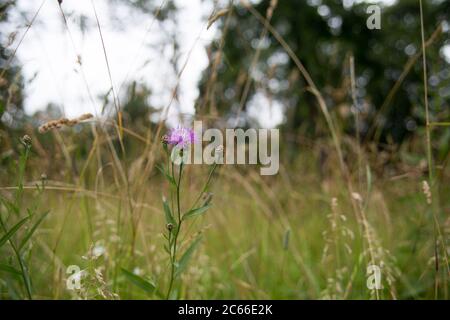 Flower in the Field for background Petergof Park Stock Photo
