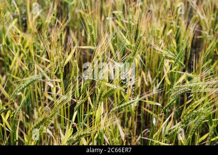 green grass background, Raudisandur, Rauðasandur beach in the Western Fjords Iceland, Scandinavia, Iceland, Europe Stock Photo