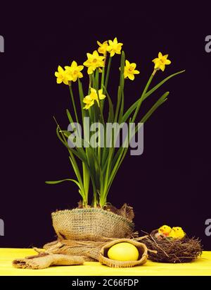 Daffodils for Easter. Yellow narcissi wrapped in sackcloth standing on wooden table together with bird nest with little toy chickens and big easter egg in bag isolated on black background, still life Stock Photo