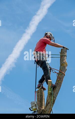 A Tree Surgeon or Arborist roped to a tree stem high in a tree. Stock Photo