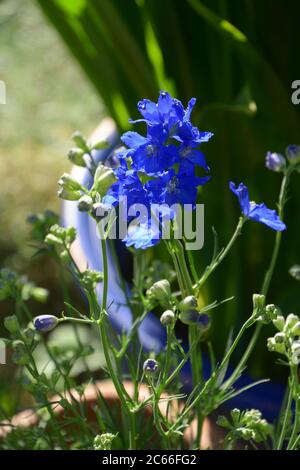 larkspurs or delphinium ajacis in bloom in an ornamental garden Stock Photo