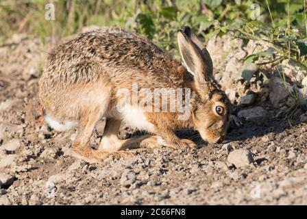Brown hare at Haddockstones, Watergate Road, North Yorkshire Stock Photo