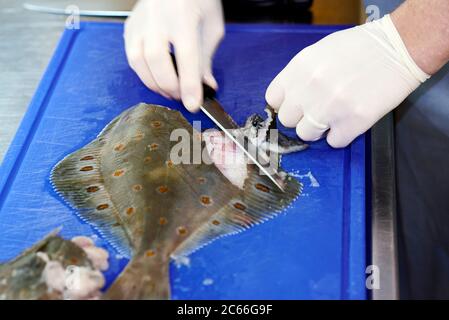 Filleting a plaice step-by-step Stock Photo