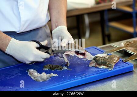 Filleting a plaice step-by-step, cutting off the fins Stock Photo
