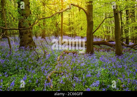 Warm sun shining through Beech trees at Oxhill Bluebell wood, Gloucestershire, England Stock Photo