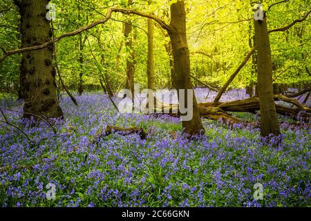 Warm sun shining through Beech trees in an English Bluebell wood, Dumbleton, Gloucestershire, England Stock Photo