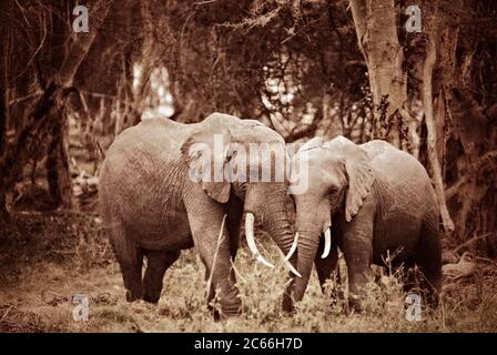 African elephant are standing embracing in the woods. Filtered image, vintage effect applied. Sepia and grunge Stock Photo