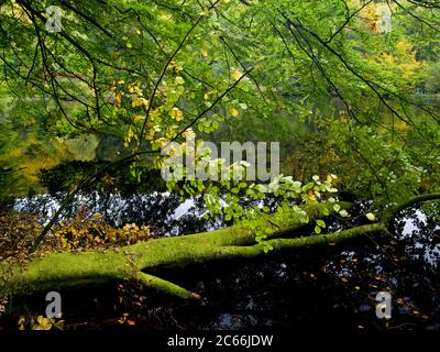 Europe, Sweden, Scania, Söderasen National Park, fallen beeches on Lake Skäralid Stock Photo