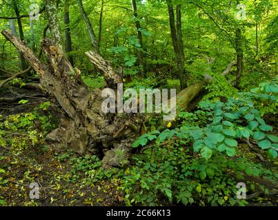 Europe, Sweden, Scania, Dalby Söderskog National Park, fallen beech tree Stock Photo