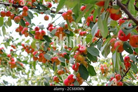 Uncountable Vibrant Red Crab Apple Fruits Growing on the Tree Stock Photo