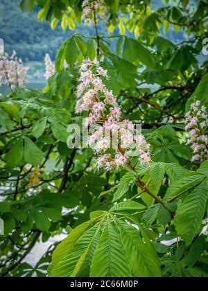 Flowers of a horse chestnut (Aesculus hippocastanum) Stock Photo