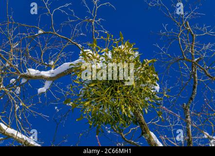 Mistletoe growing on a tree in winter, Bavaria, Germany, Europe Stock Photo