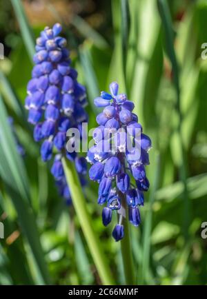 Flowering Little Grape Hyacinths (Muscari botryoides) Stock Photo