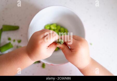 Young 3 year old girl shucking freshly picked home grown broad beans - Vicia faba - ready for cooking  Photograph taken by Simon Dack Stock Photo