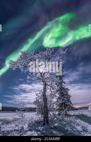 Snowy tree, northern lights dancing in the sky, Yukon Territory, Canada ...