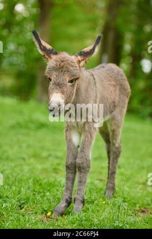 A donkey grazing in a meadow (Equus asinus asinus Stock Photo - Alamy