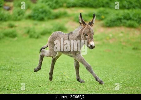 Donkey, Equus asinus asinus, foal in a meadow Stock Photo