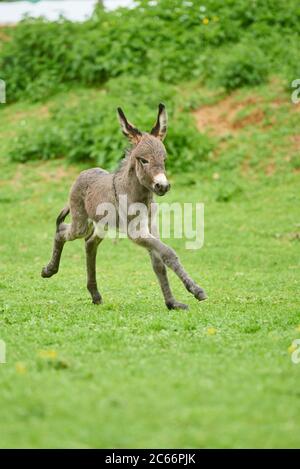 Donkey, Equus asinus asinus, foal in a meadow Stock Photo