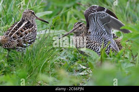 Fight between two Male great snipes (gallinago media) performing courtship display, mountain forest vegetation, Lapland, Sweden Stock Photo