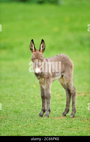 A donkey grazing in a meadow (Equus asinus asinus Stock Photo - Alamy