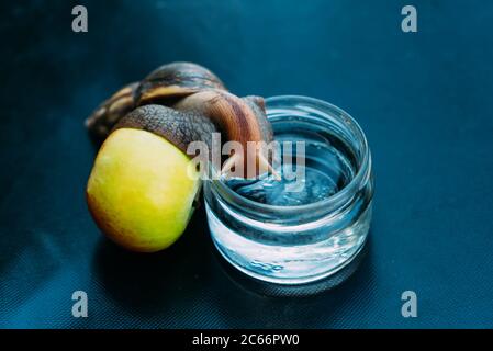 a big snail leans on an apple and climbs into a jar with water. Ahatina is in a room on a blue surface. Stock Photo