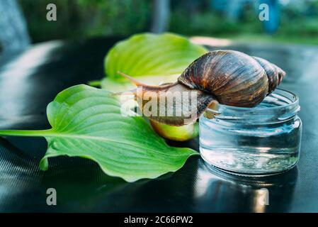 a brown snail crawls from a glass jar to the leaves of plant in the room which are located on the table. Stock Photo