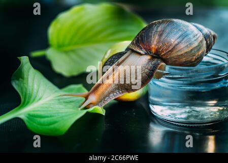 big brown snail crawls from the jar of water to the green leaf on the table in the room. Close-up. Stock Photo