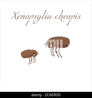 Vector image of a cartoon brown flea. Xenopsylia cheopis Stock Vector