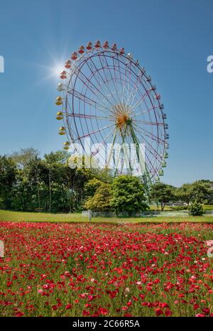 Japan, Near Mito City, Hitachi Park, Amapola flowers and ferris wheel Stock Photo