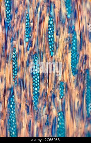 Seville Orange wood Citrus aurantium, brightfield photomicrograph Stock Photo
