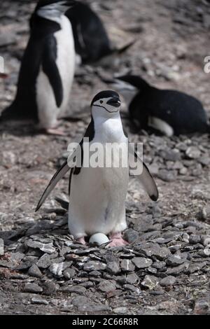 A Chinstrap Penguin (Pygoscelis antarctica) incubating on nest on Signy Island, South Shetlands, Antarctica Stock Photo