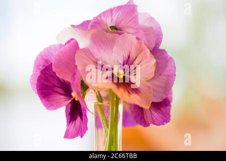 Beautiful Bouquet of Pansy Flowers in purple color, bokeh background Stock Photo