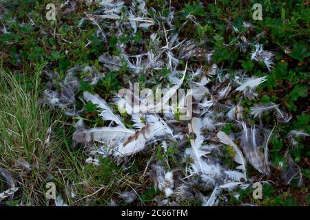 Dead bird's feathers on the ground, Lapland, Finland Stock Photo