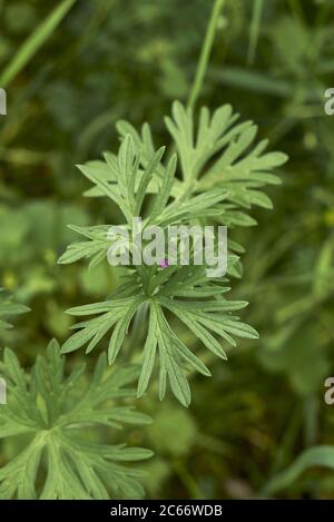 Geranium dissectum pink flowers and textured leaves Stock Photo