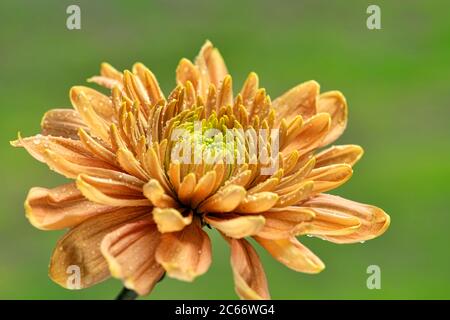 Orange Chrysanthemum flower on a soft green background Stock Photo