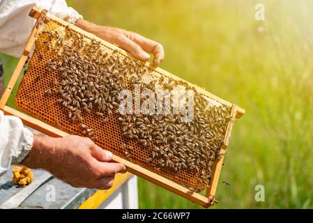 hands of man shows a wooden frame with honeycombs on  the background of green grass in the garden Stock Photo