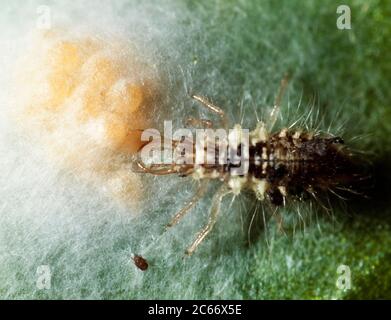 Lacewing larva feeding on spider eggs in a silken purse Stock Photo