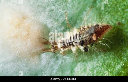 Lacewing larva feeding on spider eggs in a silken purse Stock Photo