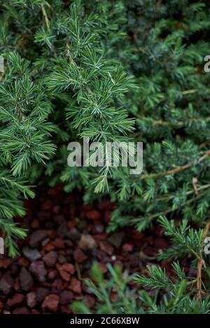 Juniperus formosana shrub in a flowerbed Stock Photo
