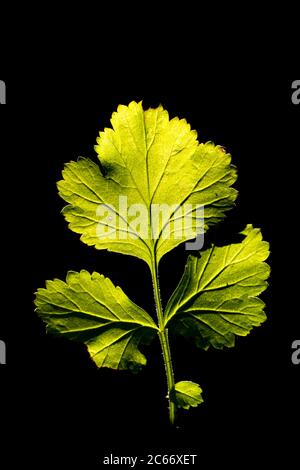 Wood Avens leaf Stock Photo