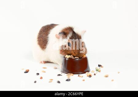white and brown guinea pig eats its food from a brown bowl on a white background Stock Photo