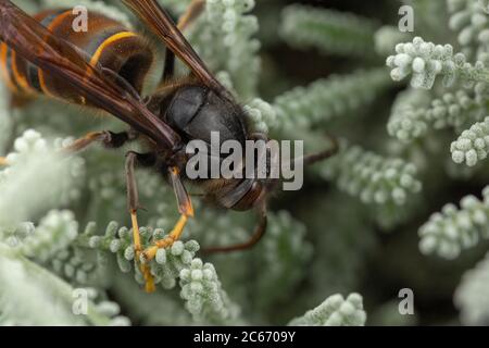 Real Asian wasp, also called Vespa velutina macro photography Stock Photo
